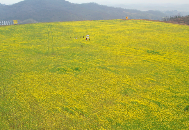 从废弃荒土到金色花海——QY千亿球友会探索“矿山生态修复+现代农业”绿色发展新路径